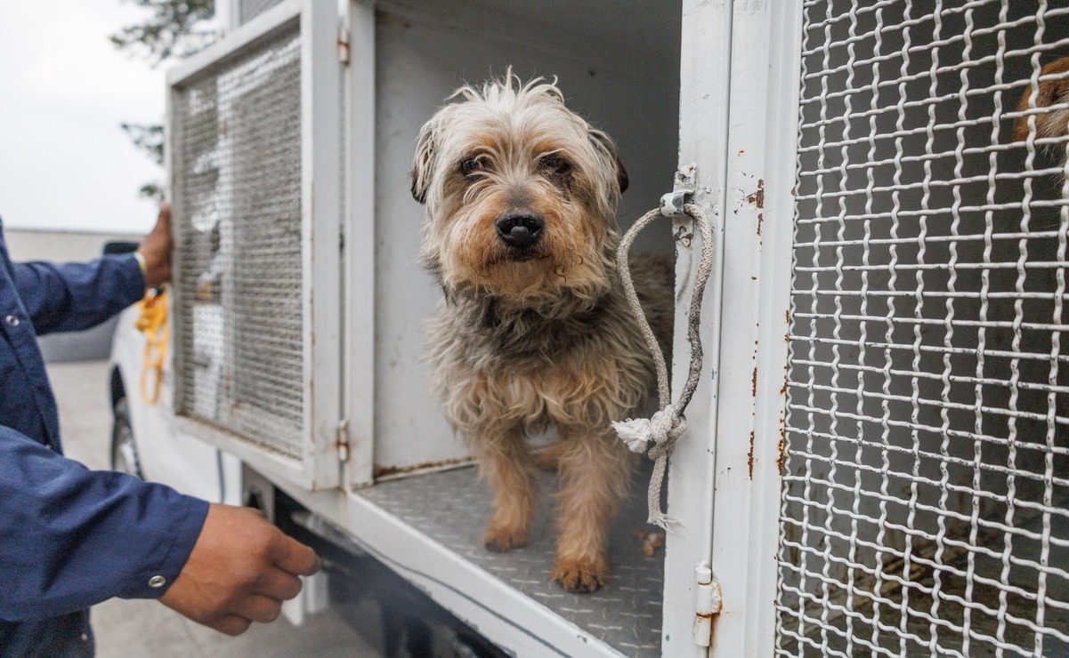 En “Huixquican” se han realizado 200 recuperaciones de perros, que han sido regresados a sus dueños / Foto: Yaretzy Osnaya