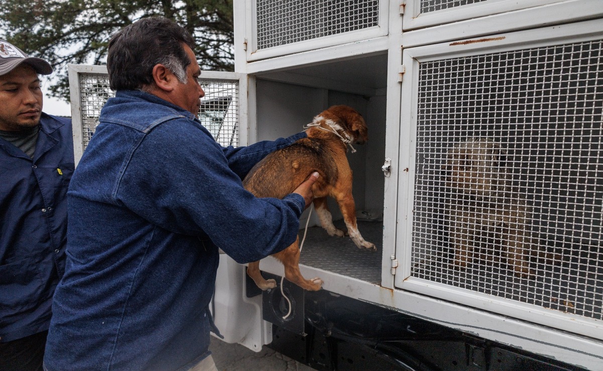“Huixquican” ha recibido 607 reportes de maltrato animal / Foto: Yaretzy Osnaya