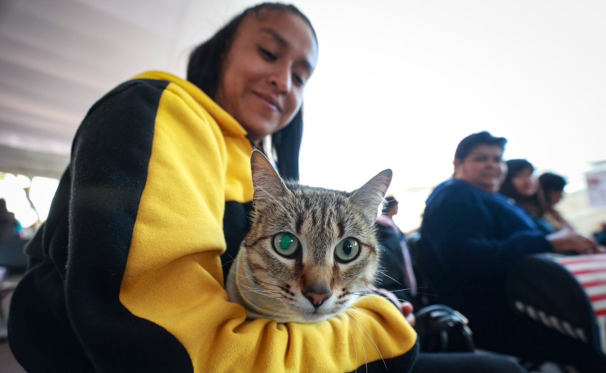 Edomex Cuida a tus Mascotas. Récord en esterilizaciones y vacunación antirrábica este 2024. ¡Un paso gigante para la salud animal! Foto: Alejandro Vargas