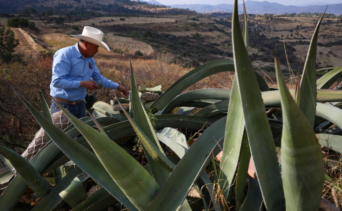Con raspador y acocote en mano, Francisco extrae el aguamiel del maguey, el primer paso para crear un pulque delicioso Foto: Luis Camacho