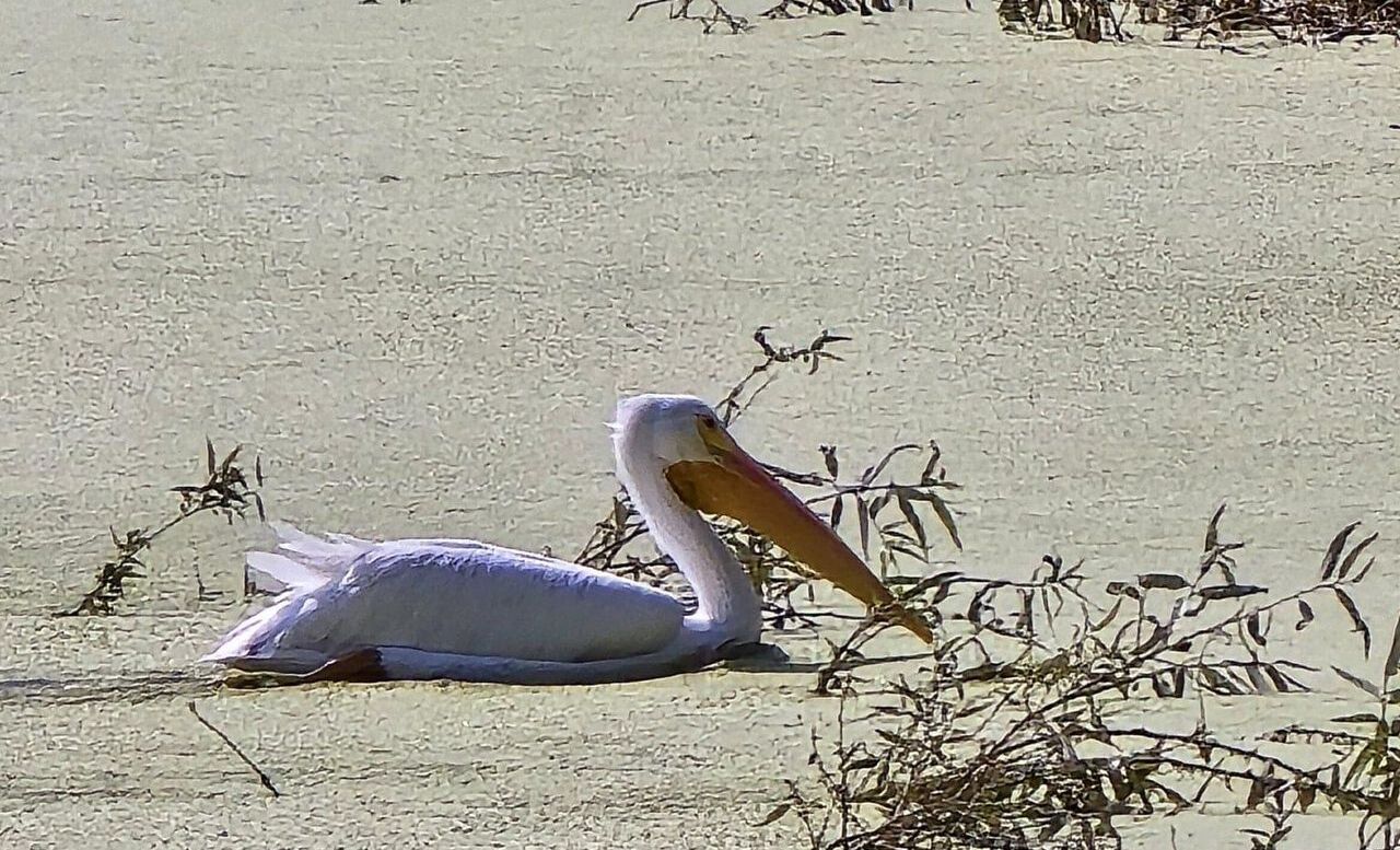 En la Laguna de Axotlán también llegan parvadas de pelícanos para adoptarlo como su hogar temporal. Foto Especial