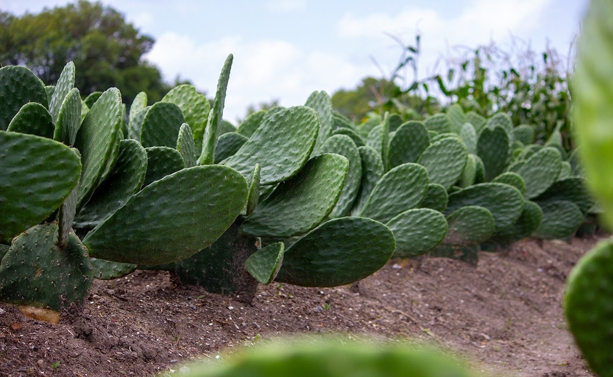 Edomex: El nopal, símbolo de una agricultura sustentable y resiliente