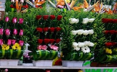¡Flores por las nubes! Prevén aumento del 50% en el precio de las rosas para el Día de las Madres