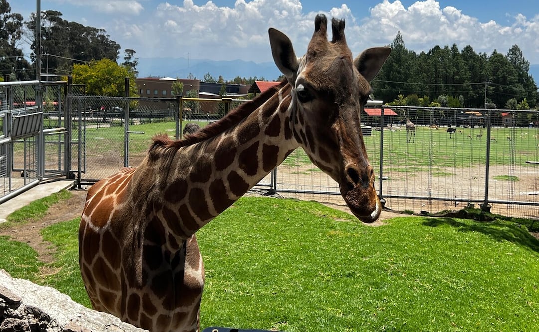 Cosmo es una jirafa macho de 1 año 4 meses / Foto Arturo Hernández