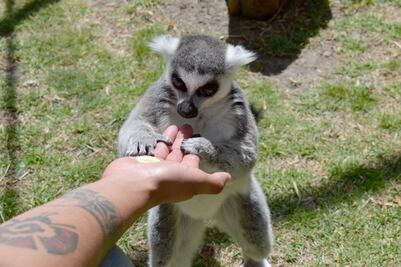 Conecta con la naturaleza: Campamento familiar en el Parque Ecológico Zacango