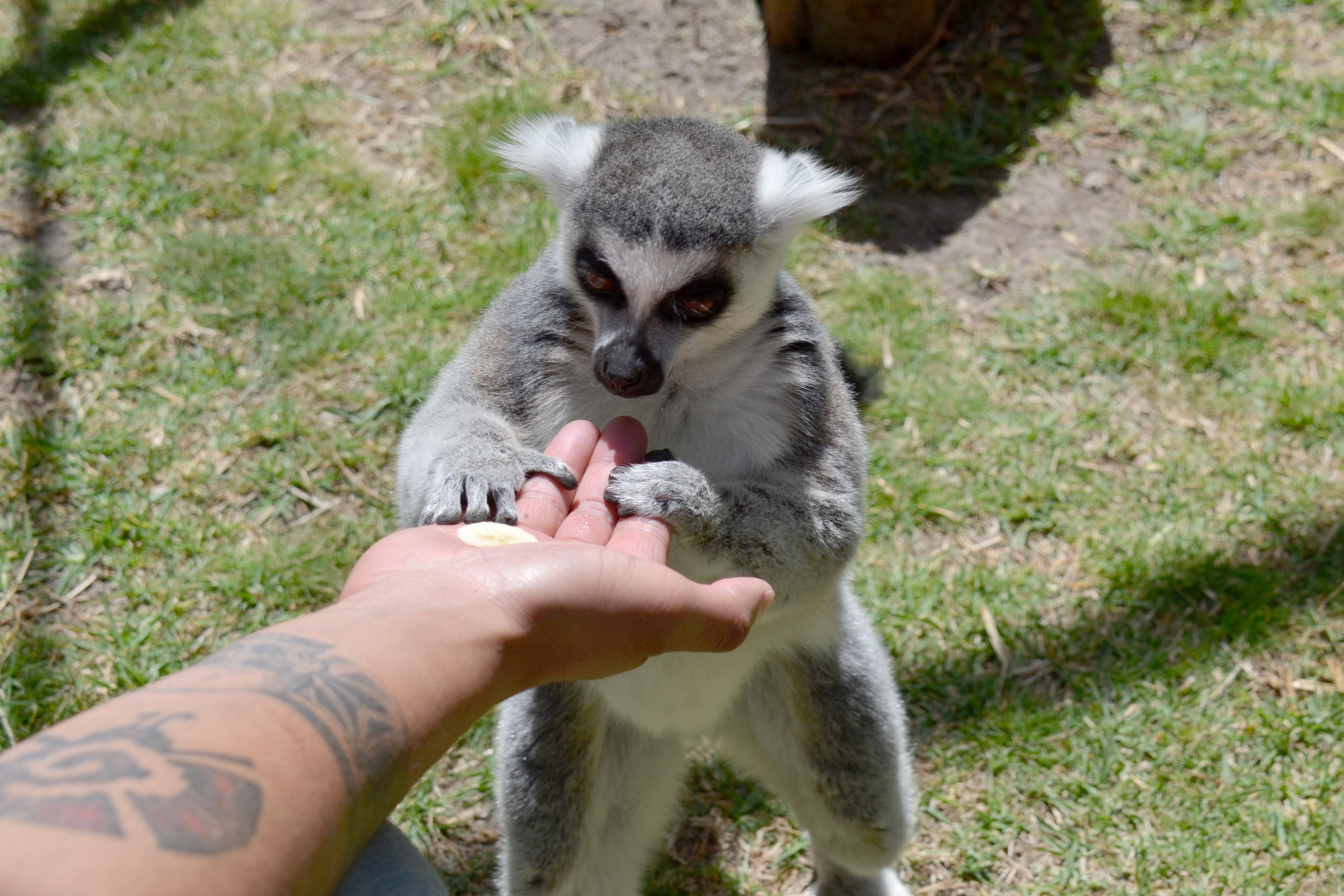 El campamento está diseñado para que niñas, niños y adultos disfruten de un ambiente natural/ Foto Especial