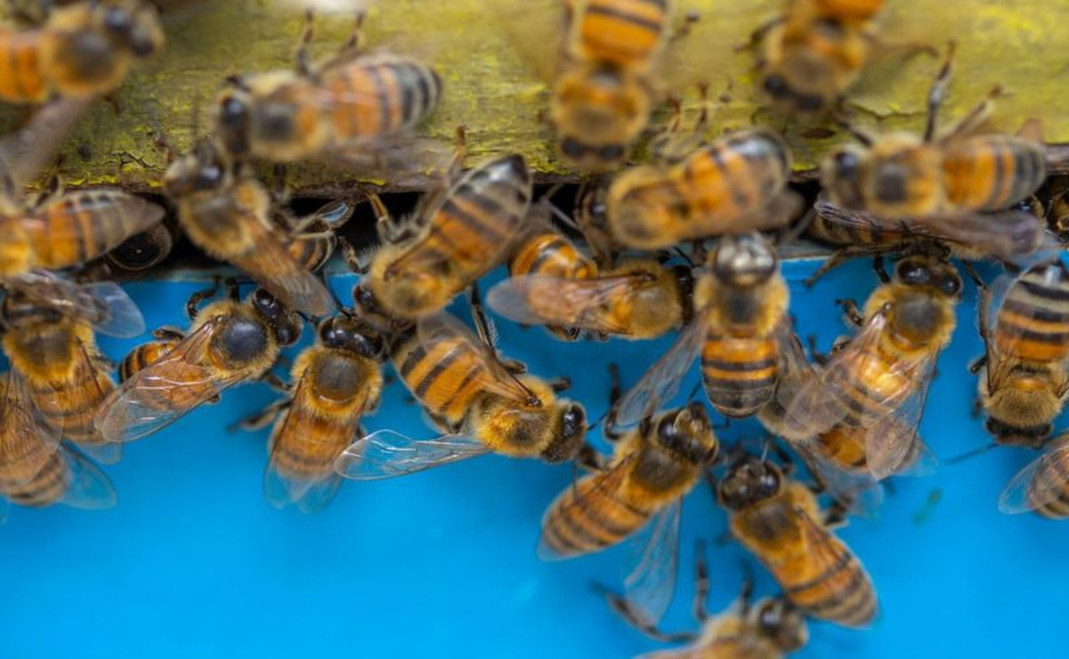 La ética en la apicultura prioriza el bienestar de las abejas. Foto: Especial