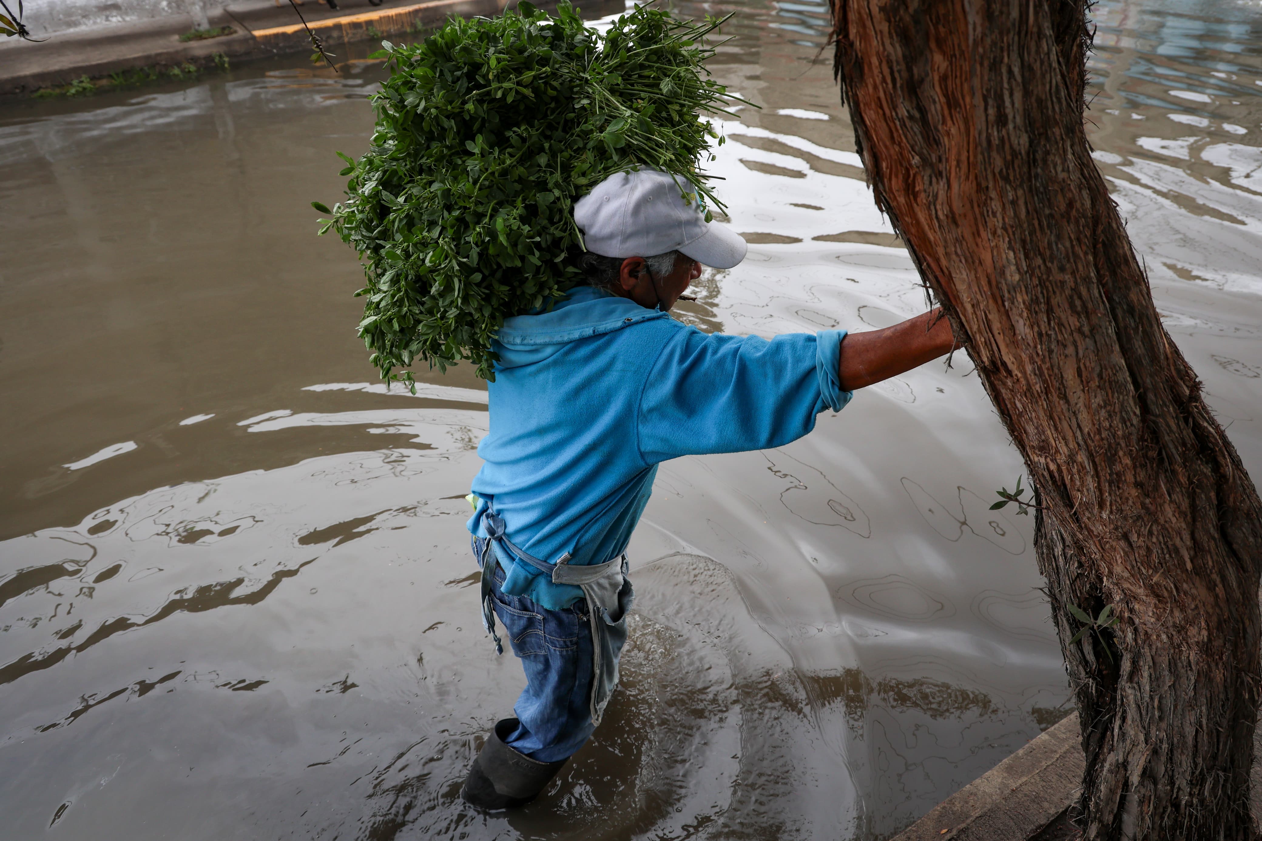 El nivel del agua complica la venta de alfalfa para José. Foto Luis Camacho