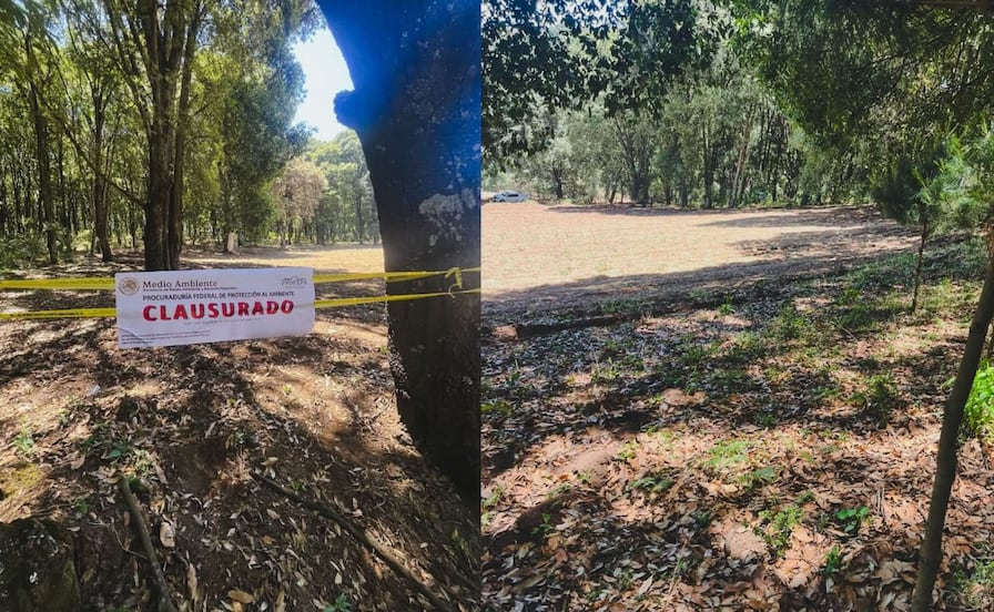 Profepa clausura predios en Valle de Bravo, Morelos y Zinacantepec; detecta irregularidades en materia forestal