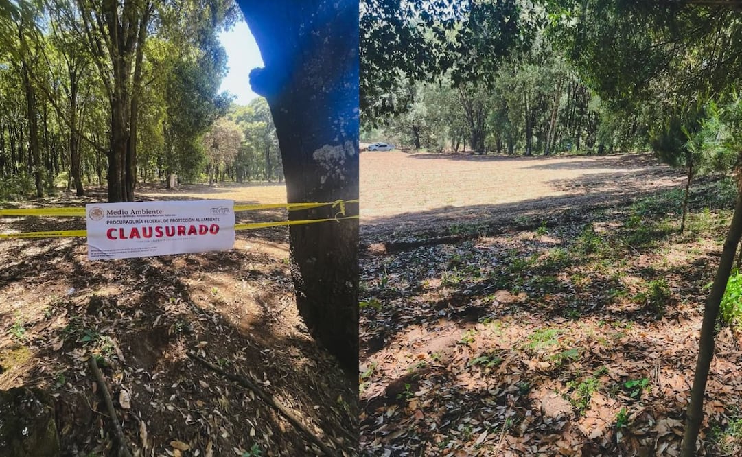 En uno de los predios se observó la remoción de la cubierta vegetal y en el otro una ampliación de la frontera agrícola hacia una zona de bosque. Foto. Especial