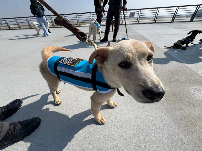 En el marco de inicio del Mundial de la FIFA 2026, el AIFA reforzó a su equipo de contención emocional. Foto. Especial