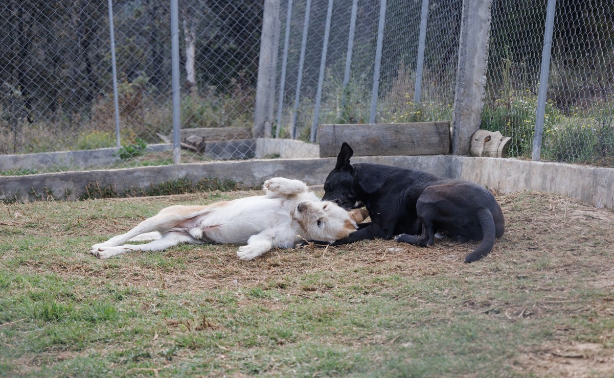 ¡De la calle a un hogar! “Huixquican” transforma la vida de perros rescatados