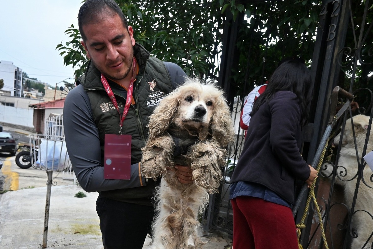 En la PROPAEM sólo hay 10 inspectores que se encargan de dar seguimiento a las denuncias por maltrato animal. Foto: Especial