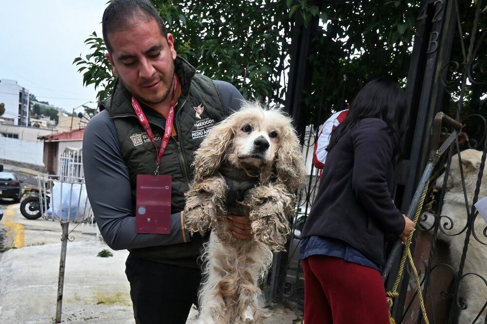 Los animales fueron encontrados en condiciones deplorables.