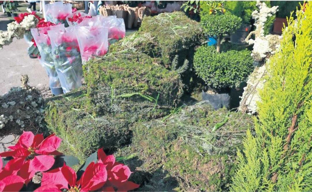 Particularmente en la zona boscosa de Ocuilan, el heno ha desaparecido en su totalidad. Foto: Alejandro Vargas