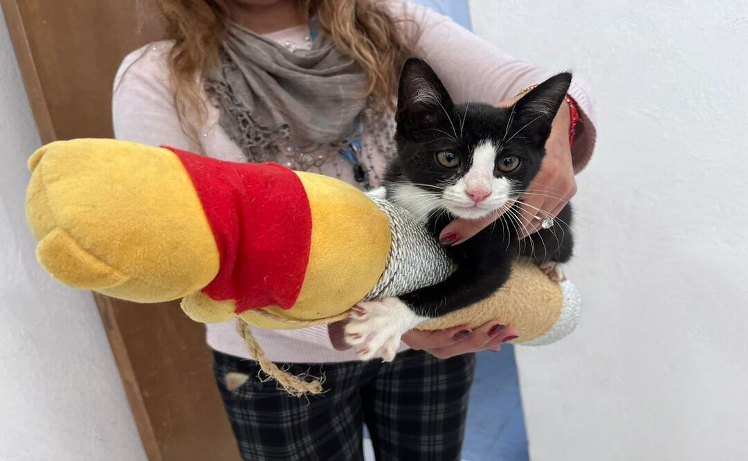 En la Unidad de Atención y Bienestar Animal de Cuautitlán Izcalli existe la oportunidad de adoptar alguna animal de compañía, teniendo disponibles diez especies entre perros y gatos. Foto: Arturo Contreras