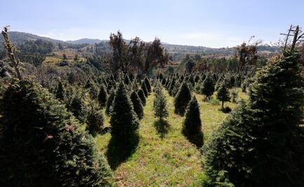 Edomex: ¡Recicla tu árbol de Navidad! Conoce los centros de acopio más cercanos