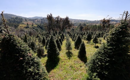 Edomex: ¡Recicla tu árbol de Navidad! Conoce los centros de acopio más cercanos
