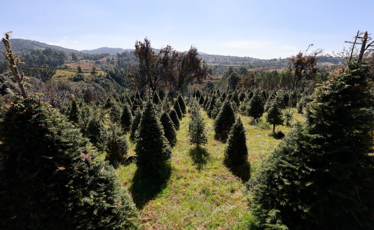 Edomex: ¡Recicla tu árbol de Navidad! Conoce los centros de acopio más cercanos