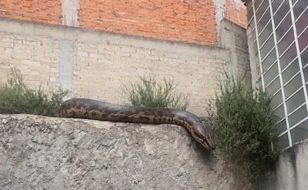 Desalojan viviendas y buscan a una boa en Atizapán de Zaragoza