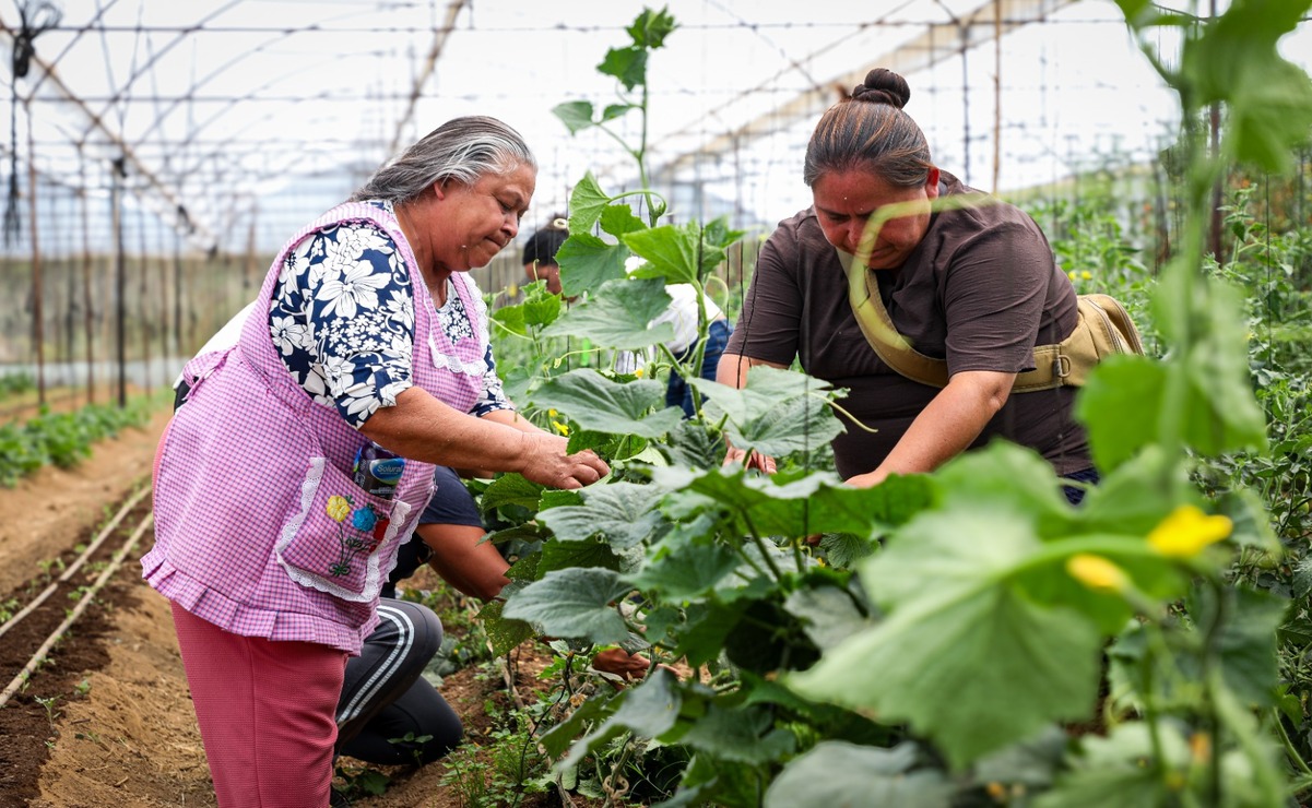 Impulsa Edomex el empoderamiento femenino y la alimentación saludable con cultivo de hortalizas