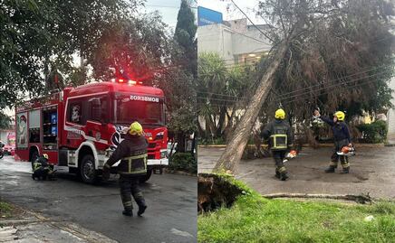 ¡Árbol gigante se desploma en Cuautitlán Izcalli por lluvia!