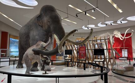 Mamuts a la vista: Tultepec inaugura museo con sorpresas únicas, ¡adiós AIFA!