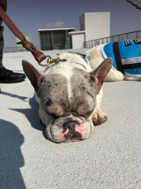 Cinco perros integran el “escuadrón canino” del AIFA. Foto. Especial