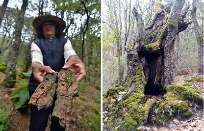 Gusano descortezador acelera crisis ambiental en el Cerro de Jocotitlán