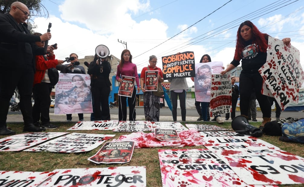 Zianya Polastri destacó que la muerte de siete perros fue la antesala del ataque fatal contra la rescatista, un patrón de violencia que no fue atendido. Foto Alejandro Vargas / El Universal