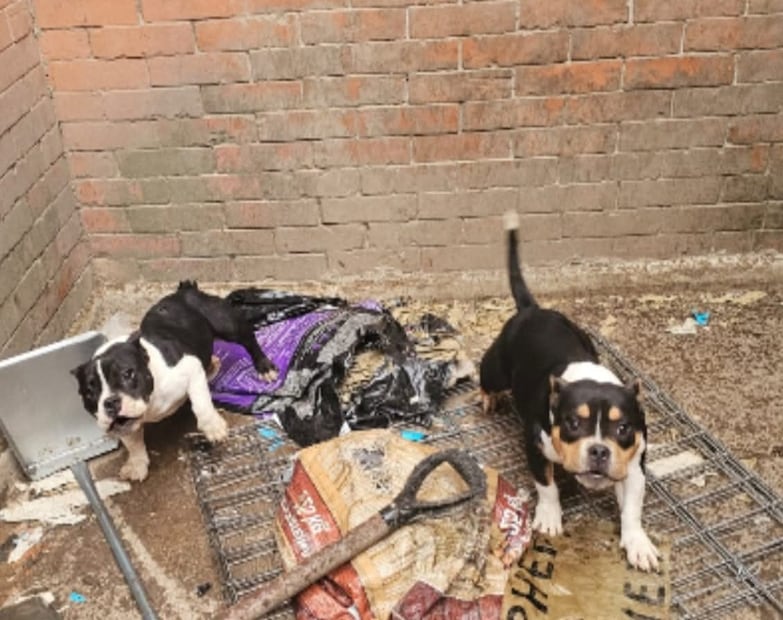 Un médico veterinario evaluó a cada uno de los perros en el sitio antes de ser trasladados a la Unidad de Bienestar Animal local. Foto Especial