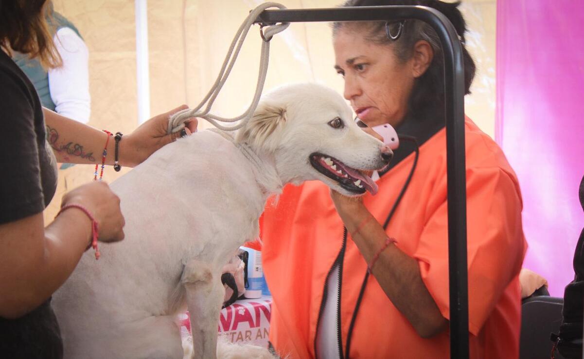 El 14 de mayo, las Caravana por el Bienestar Animal ofrecerán servicios gratuitos para michis y lomitos en Tonatico. Foto: Especial