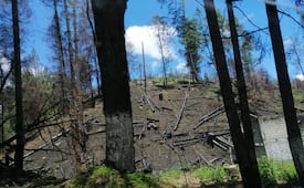Tala clandestina, plagas e incendios arrasan con cerca de 5 mil hectáreas de bosques en el Edomex: Probosque