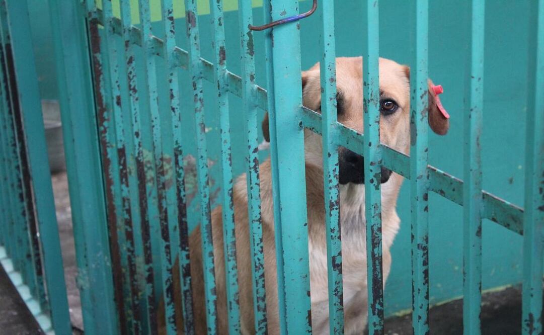 El CCyBA no regala perros o gatos, cuenta con un protocolo estricto para darlos en adopción / Foto Karen Aldama