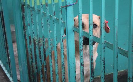 Tu próximo mejor amigo te está esperando en el Centro de Control y Bienestar Animal de Toluca