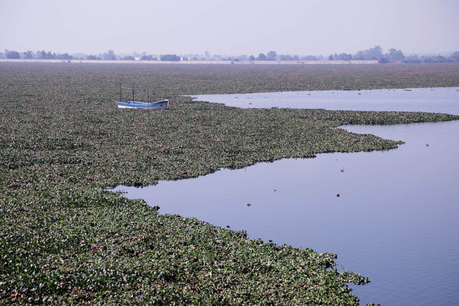 El crecimiento del lirio se debe a la combinación del aumento del nivel del agua y la contaminación, lo que favorece su expansión. Foto Carlos Mejía