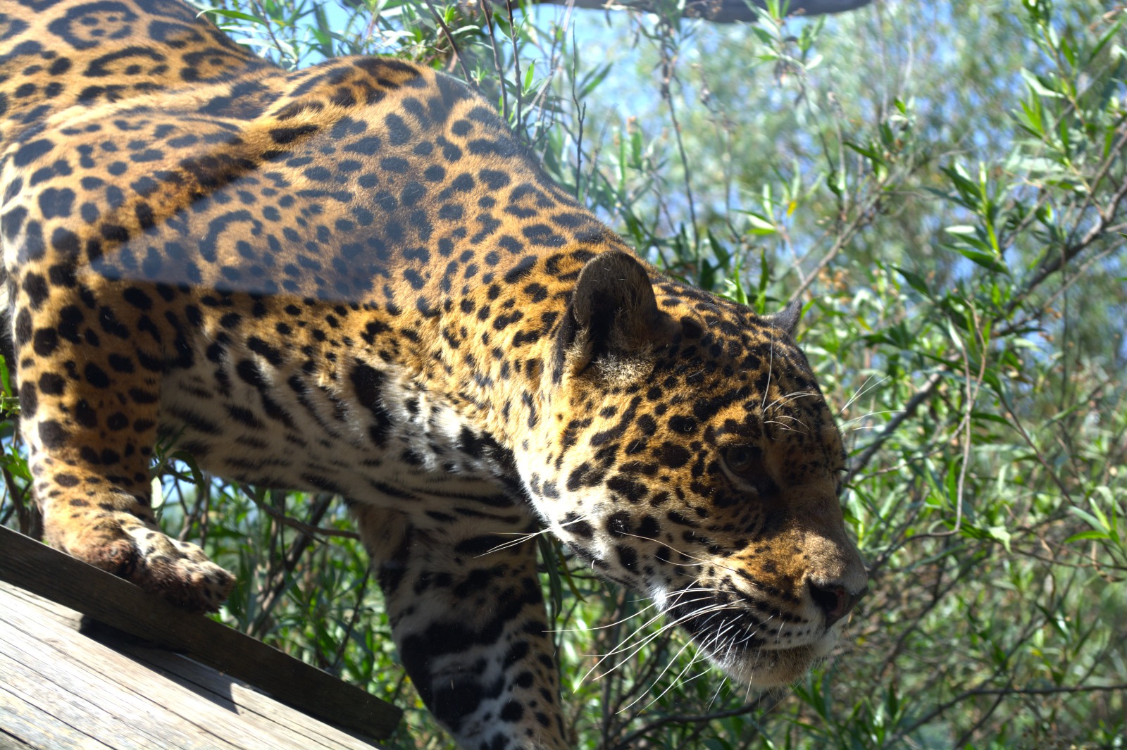 Esta secuenciación masiva de ADN es la primera en México y busca crear el match perfecto para la reproducción y reintroducción del jaguar en su hábitat. Foto Isela Hinojoza / El Universal