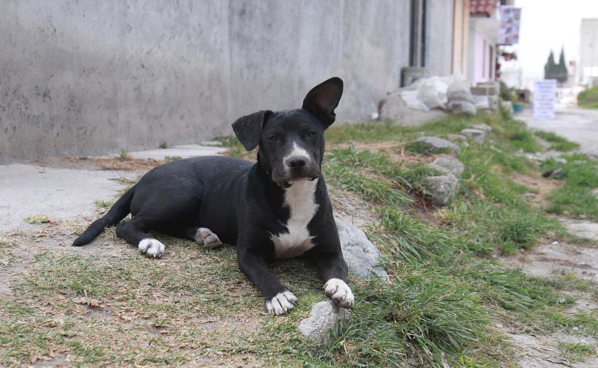 La sobrepoblación de caninos se debe a la falta de dueños responsables / Foto Alejandro Vargas