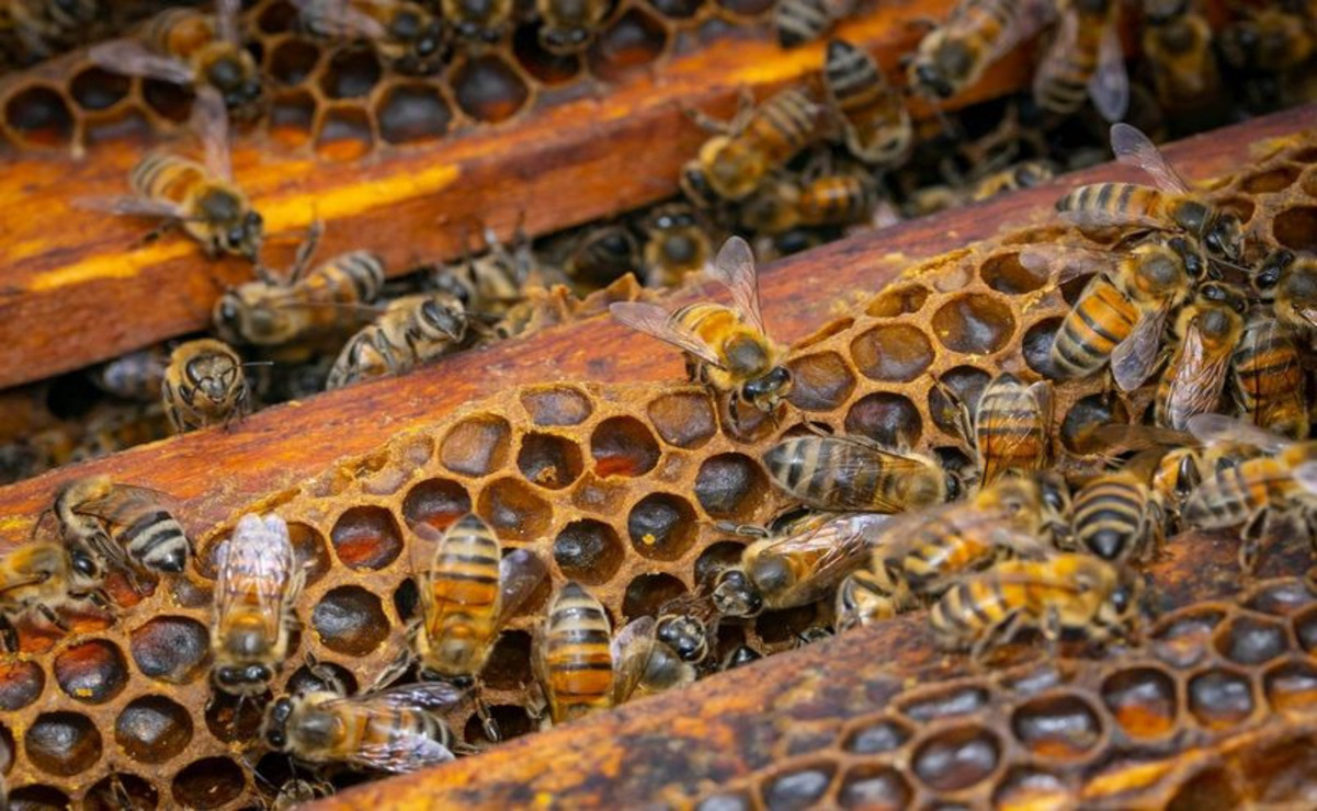 Alexis Benítez Aguilar, estudiante de posgrado, recogió en un estudio las prácticas apícolas ancestrales de pobladores de Ecatzingo. Foto: Especial