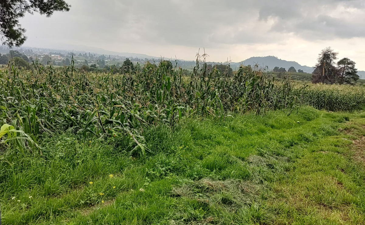 La Secretaría del Campo tiene contacto directo con las y los productores a fin de conocer sus necesidades / Foto Especial