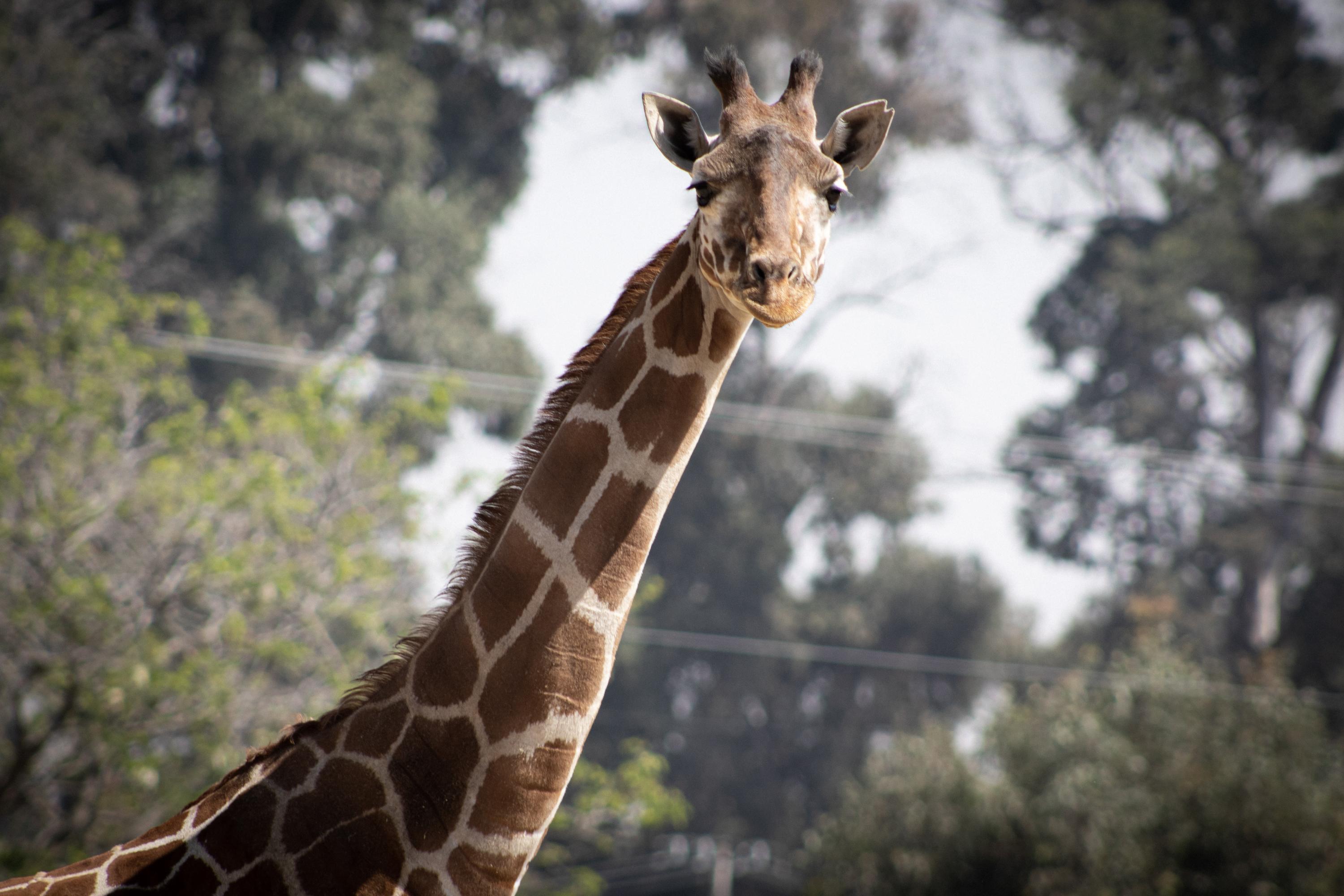 Giraffa es un género de mamíferos artiodáctilos de la familia Giraffidae. Se conocen ocho especies fósiles y una actual, la jirafa, con diversas subespecies. Foto: @zacangoedomex