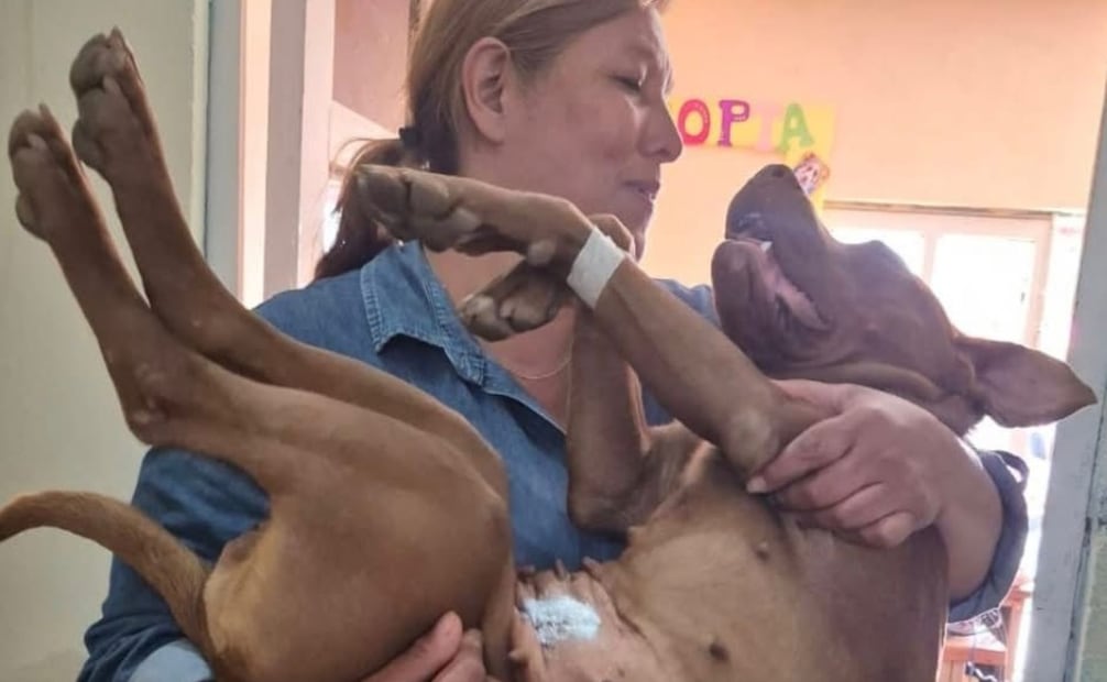El Ayuntamiento de Valle de Chalco combate las enfermedades zoonóticas a través de servicios veterinarios gratuitos. Foto Especial