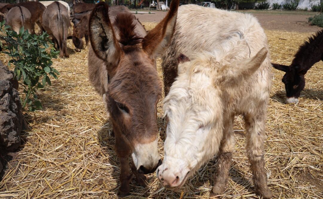 “Julieta” y “Felipe” fueron robados el 17 de febrero del santuario de “Burrolandia”. Foto: Luis Camacho / El Universal Estado de México.