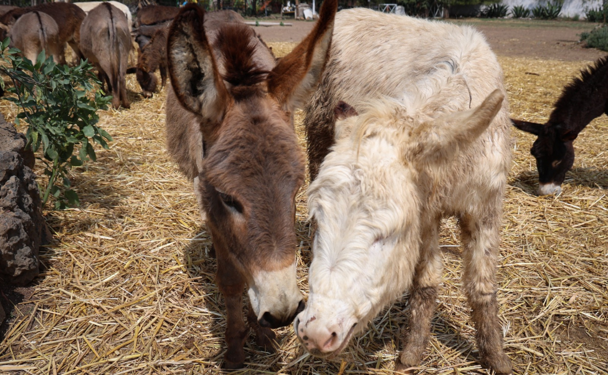 Continua la búsqueda de “Julieta” y “Felipe”, burritos robados de “Burrolandia” en Otumba