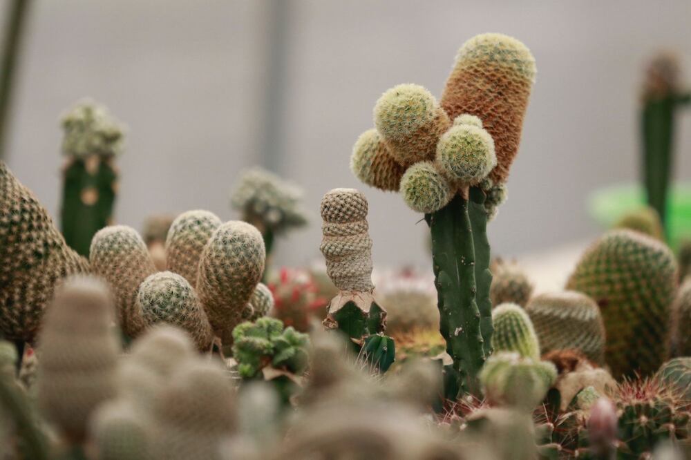 Visita turismo nacional y extranjero Festival de las Cactáceas Axapusco 2024. Foto Especial