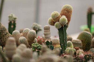 ¡Un fin de semana inolvidable! Festival de las Cactáceas en Axapusco