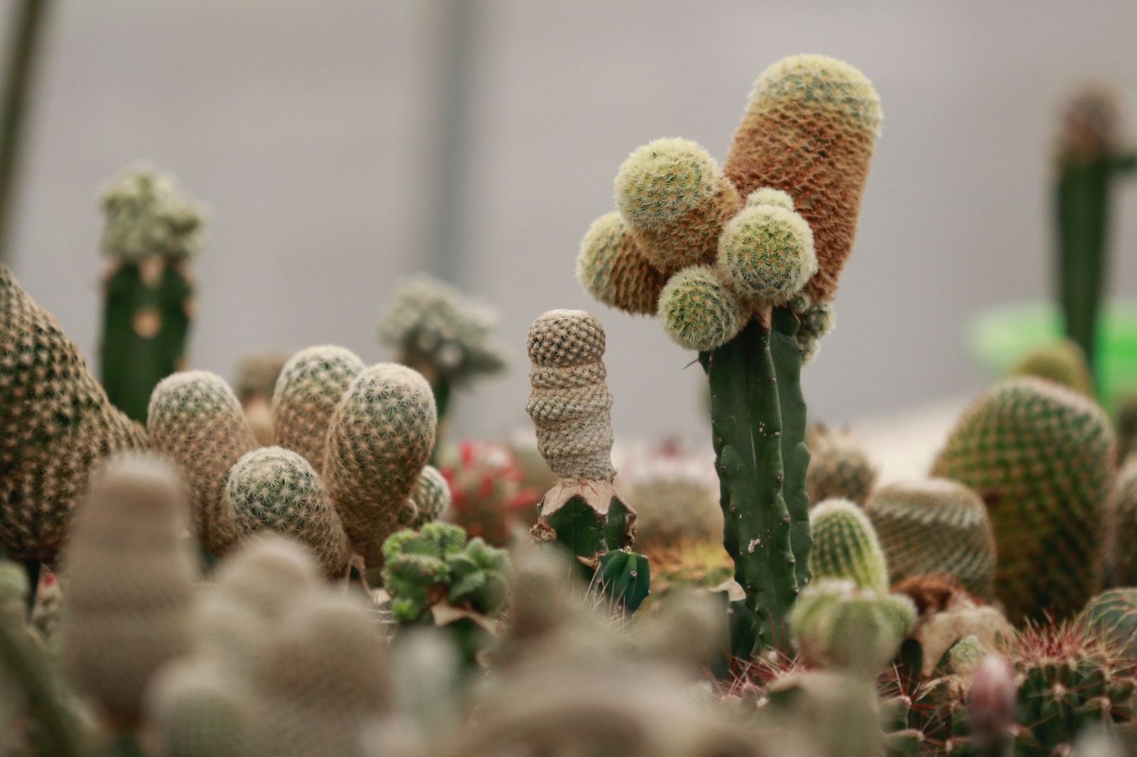 Visita turismo nacional y extranjero Festival de las Cactáceas Axapusco 2024. Foto Especial