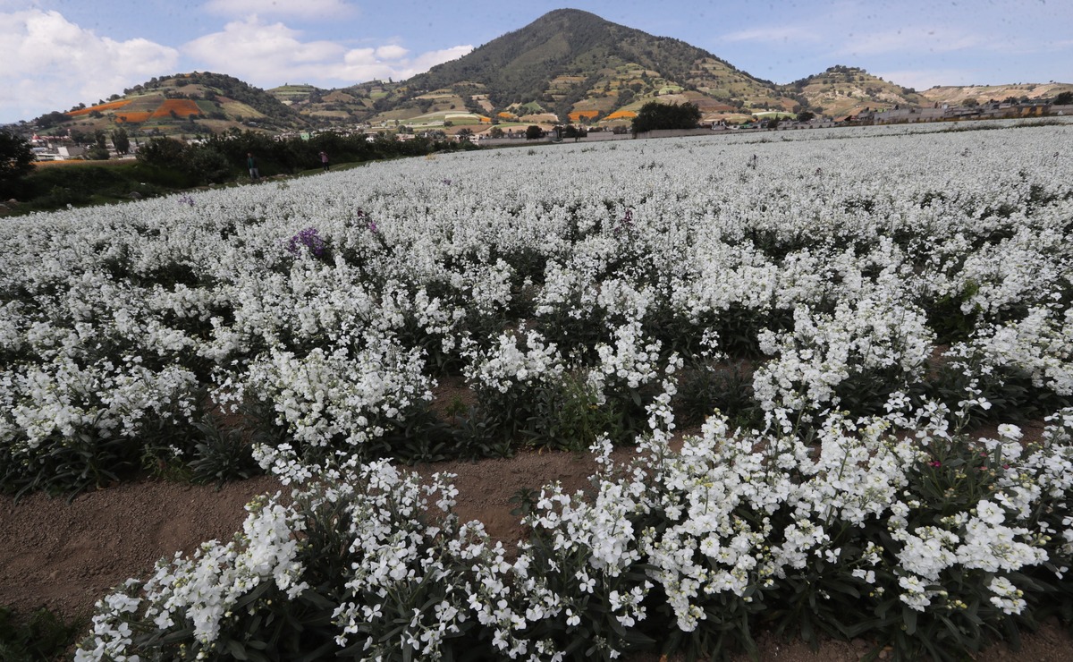 El Edomex es reconocido por las hermosas ofrendas adornadas con coloridas flores Foto: Jorge Alvarado