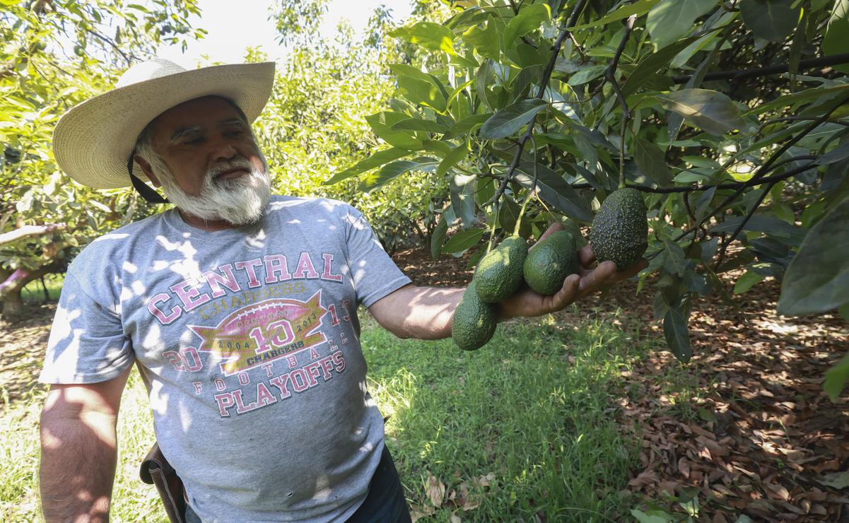 Los productores de aguacate de Donato Guerra carecen de la certificación denominada Global Gap. Foto: Alejandro Vargas