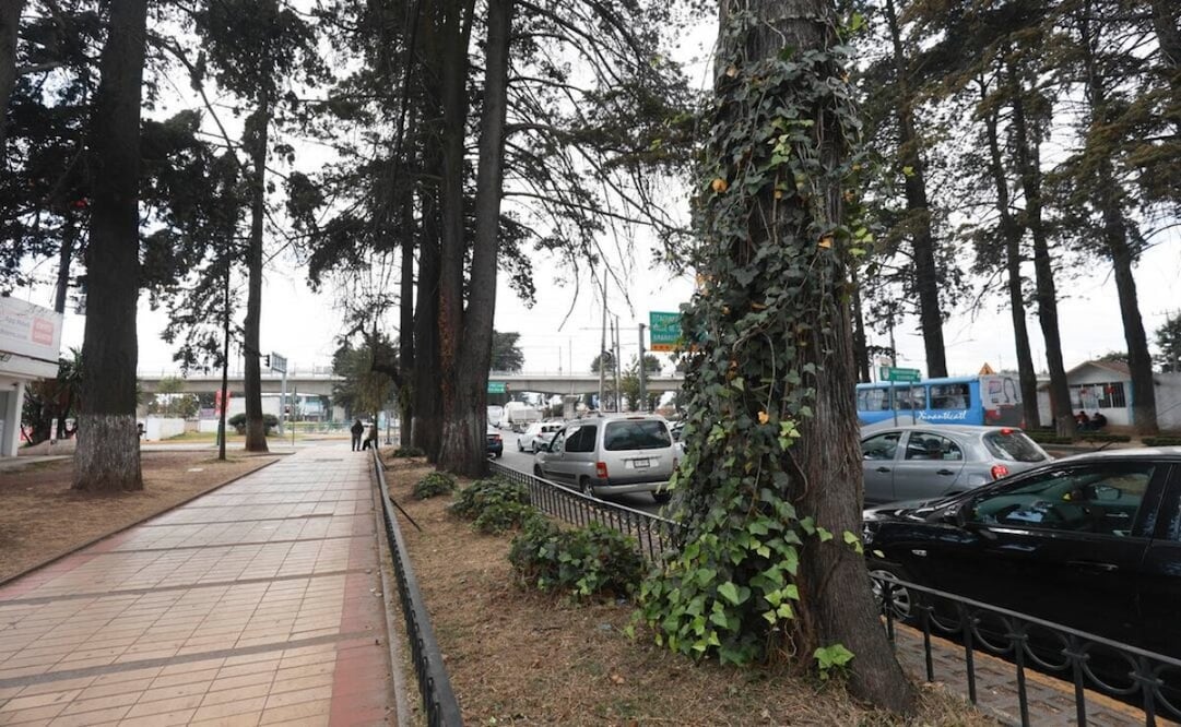Vecinos de Paseo Colón quieren conocer qué especies sustituirán a los árboles que serán retirados. Foto. Alejandro Vargas. El Universal